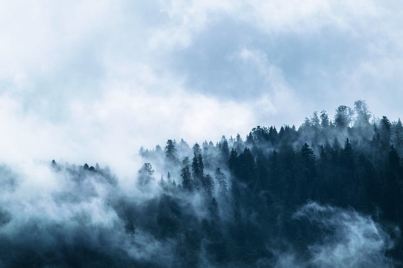 Misty Forest